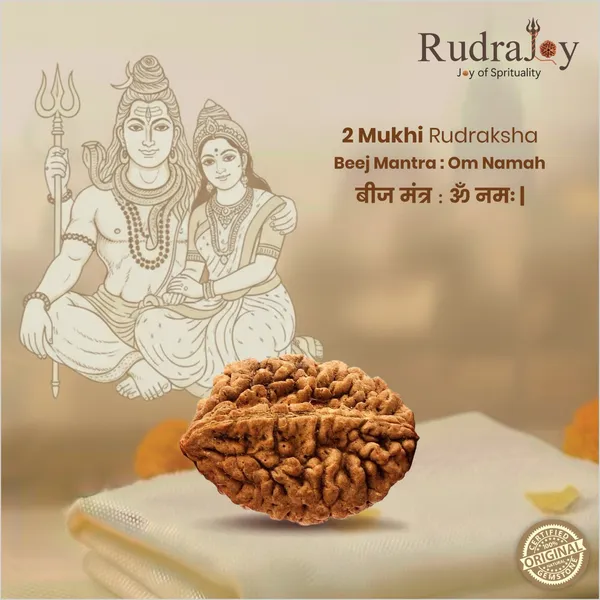 Original_2_Mukhi_Rudraksha_|_Nepali_Abhimantrit