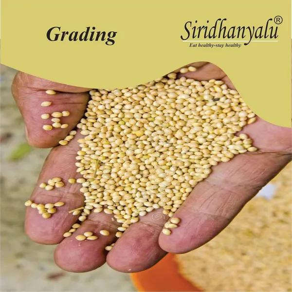Unpolished_And_Organic_(Little_Millets_920Gm,_Pack_Of_5)_Organically_Grown_From_Karnataka