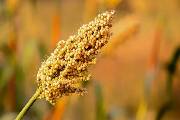Jowar_Grains_|Sorghum_Millet_(950Gm)_|_Gluten_Free_&_Natural_|_High_Protein_&_More_Fiber_(Pack_Of_1)