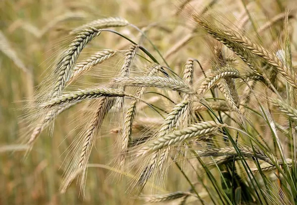 Organic_Pearl_Barley,_Hulled_Barley_(Dehusked_Jau)_Barley_Rice_Ã‚â‚¬â€œ_1Kg_Of_Nutrient-Rich,_High-Fiber_Whole_Grain_For_Digestion,_Wellness_&_Versatile_Cooking._Great_For_Soups,_Salads,_Porridge,_And_Health_Drinks._New_Tech_Rock-Hard_Vacuumed_Pack