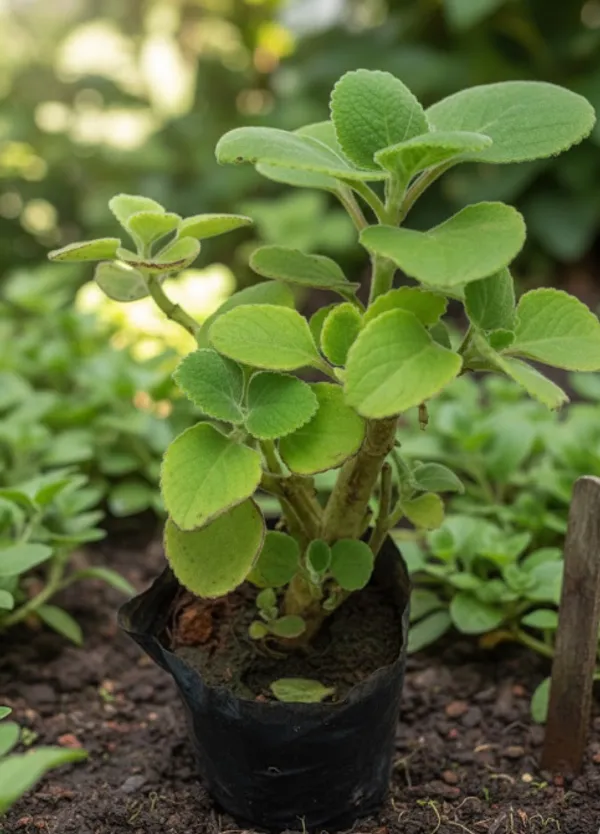Ajwain_Plant_(Hybrid)