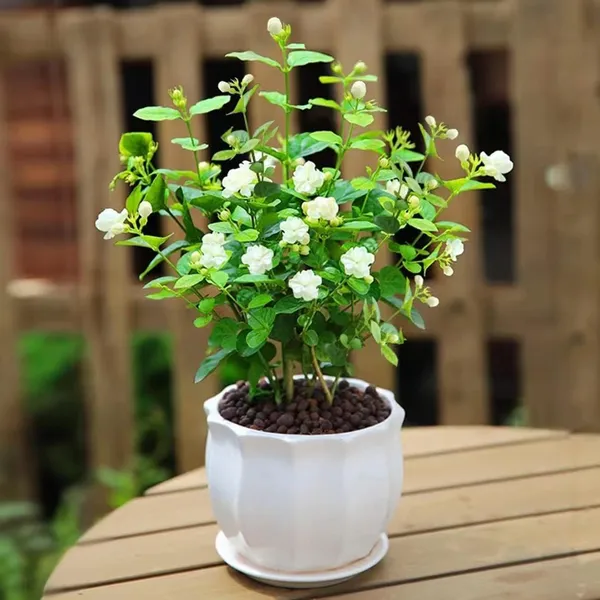 Hybrid_Jasmine_(Mogra)_Live_Plant_|_Fragrant_White_Flowers_|_Indoor_&_Outdoor_Flowering_Plant