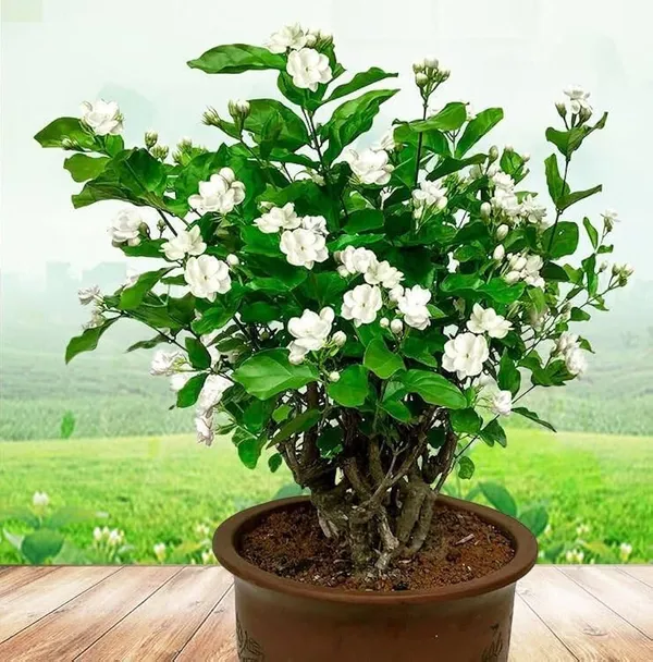 Hybrid_Jasmine_(Mogra)_Live_Plant_|_Fragrant_White_Flowers_|_Indoor_&_Outdoor_Flowering_Plant