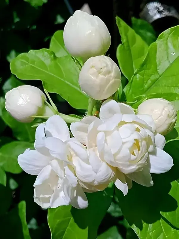 Hybrid_Jasmine_(Mogra)_Live_Plant_|_Fragrant_White_Flowers_|_Indoor_&_Outdoor_Flowering_Plant
