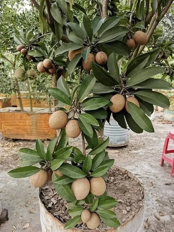 Thai_Kalapati_Chiku_Plant/_Dwarf_And_Hybrid_(Grafted)_Plants