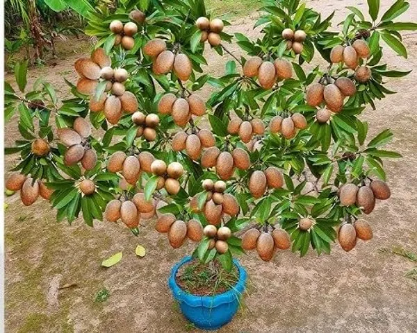 Thai_Kalapati_Chiku_Plant/_Dwarf_And_Hybrid_(Grafted)_Plants