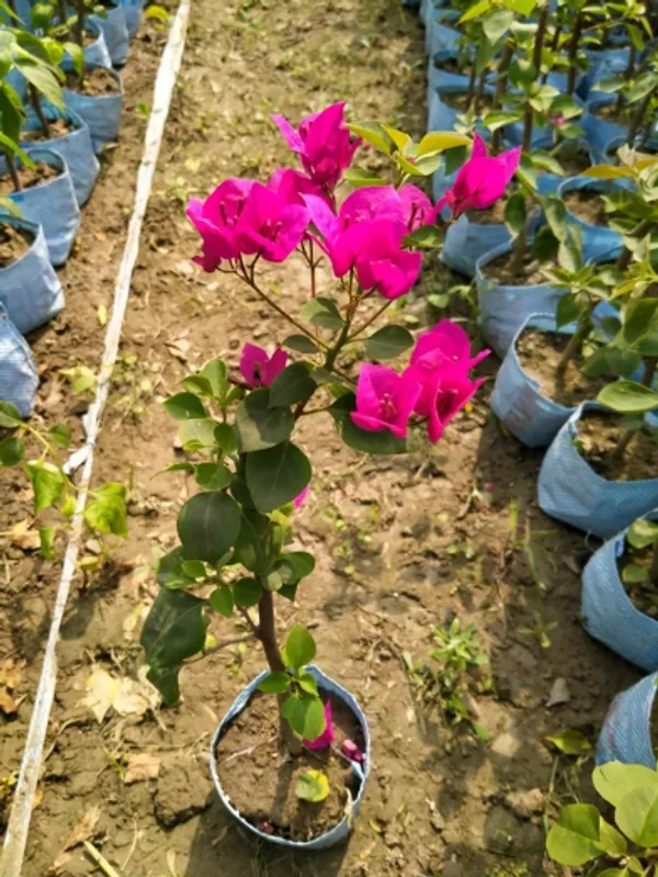 Amarpal_Bougainvillea_Flower_Plant