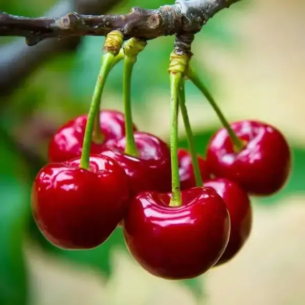 Bombay_Seedless_Lichi_And_Lapin_Cherry_Combo_Pack_Of_2