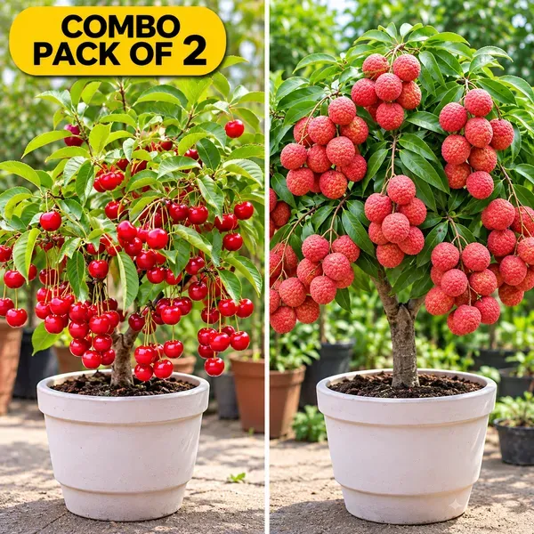 Bombay_Seedless_Lichi_And_Lapin_Cherry_Combo_Pack_Of_2