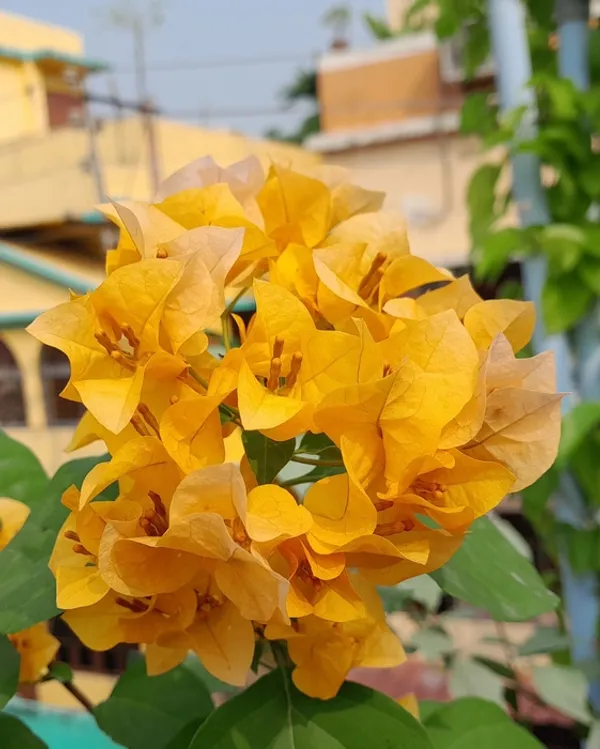 California_Gold_Bougainvillea_Flower_Plant