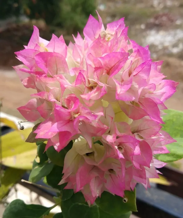Cherry_Blossom_Bougainvillea_Flower_Plant