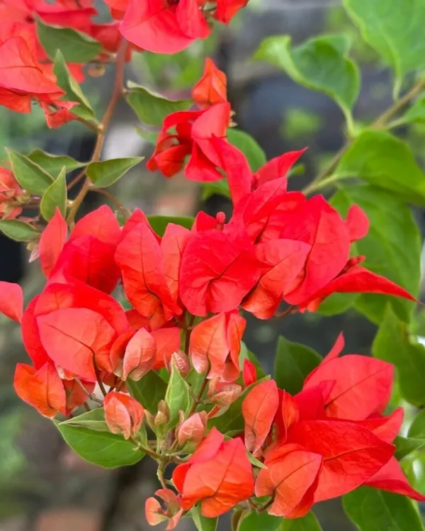 Chilli_Red_Bougainvillea_Flower_Plant