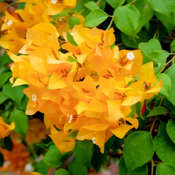 Chilli_Yellow_Bougainvillea_Flower_Plant