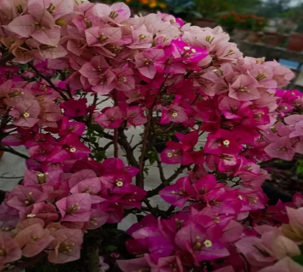 Chitra_Cream_Bougainvillea_Flower_Plant