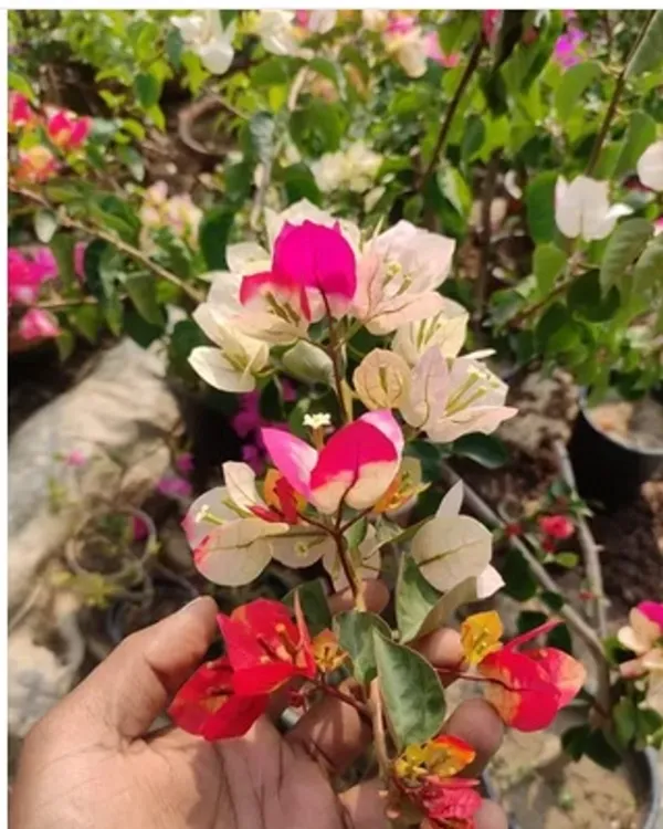 Chitra_Silver_Leaf_Bougainvillea_Flower_Plant