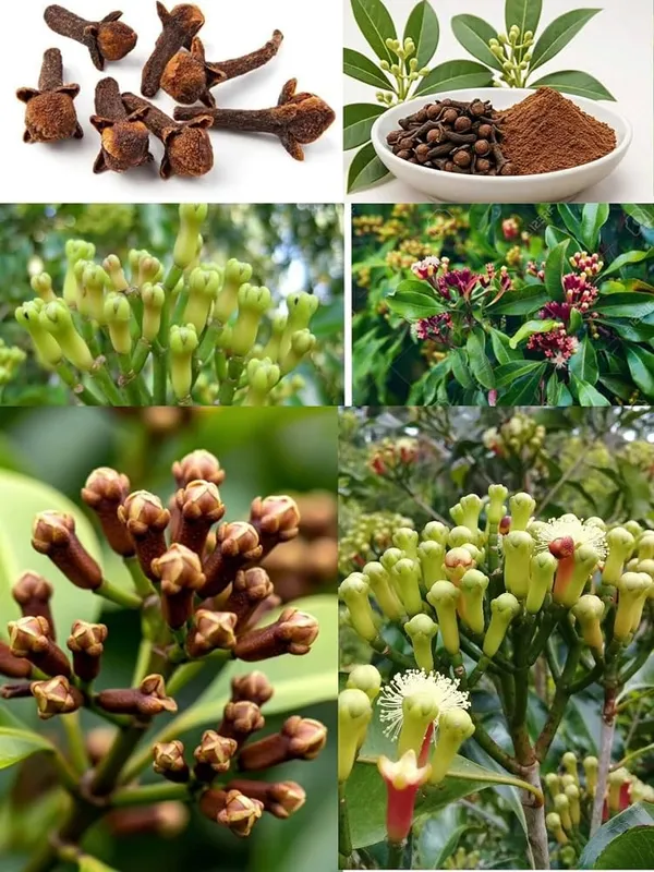 Combo_Pack_Of_2_(Elaichi,_Long_Combo_Pack_Of_2)_Live_Premium_Plants