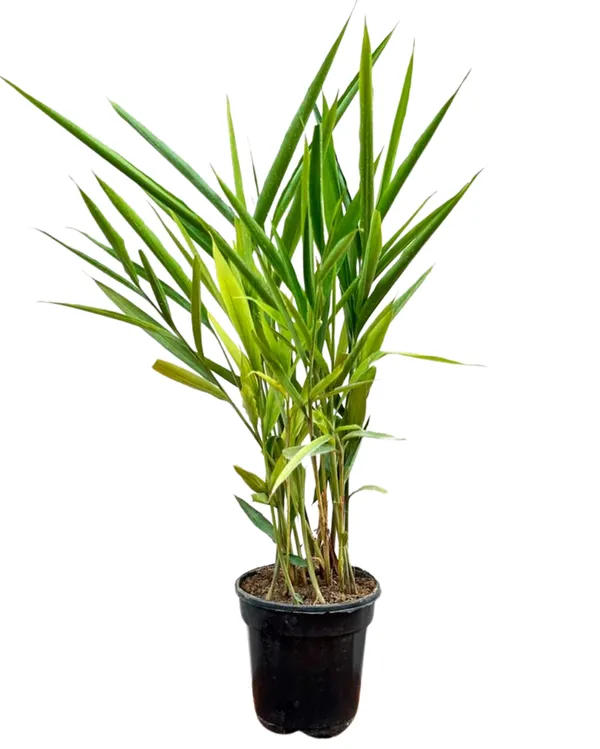 Combo_Pack_Of_2_(Elaichi,_Long_Combo_Pack_Of_2)_Live_Premium_Plants