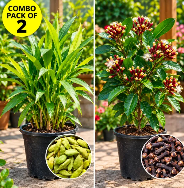 Combo_Pack_Of_2_(Elaichi,_Long_Combo_Pack_Of_2)_Live_Premium_Plants