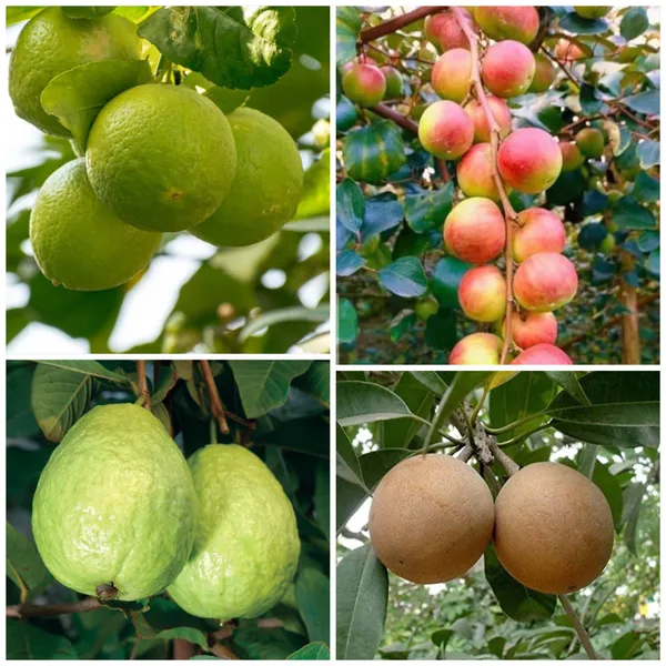Combo_Pack_Of_4_Plant_Chiku,Guava_,Ber_Apple,Malta