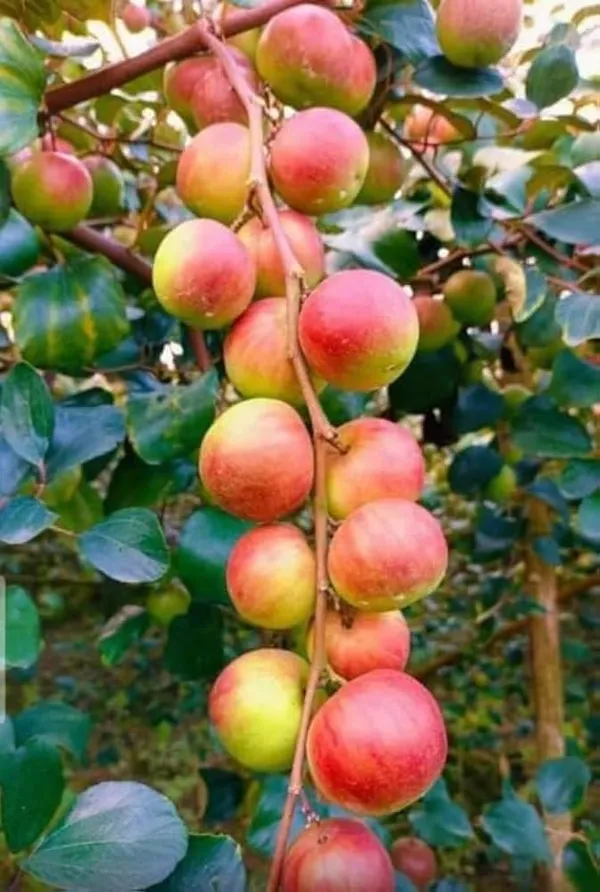 Combo_Pack_Of_4_Plant_Chiku,Guava_,Ber_Apple,Malta