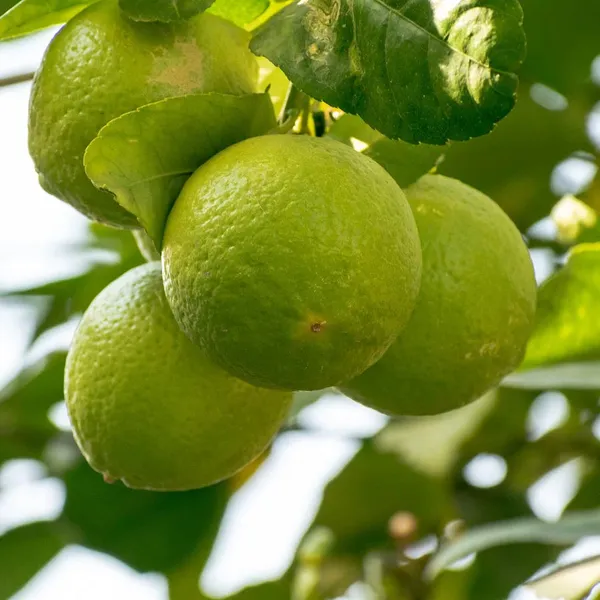 Combo_Pack_Of_4_Plant_Chiku,Guava_,Ber_Apple,Malta