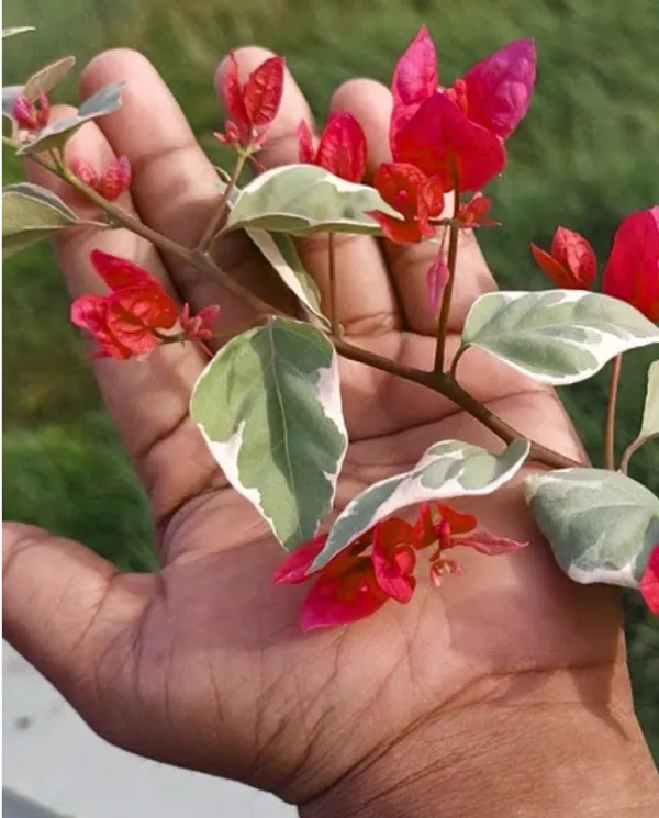 Dr_Rao_Bougainvillea_Flower_Plant