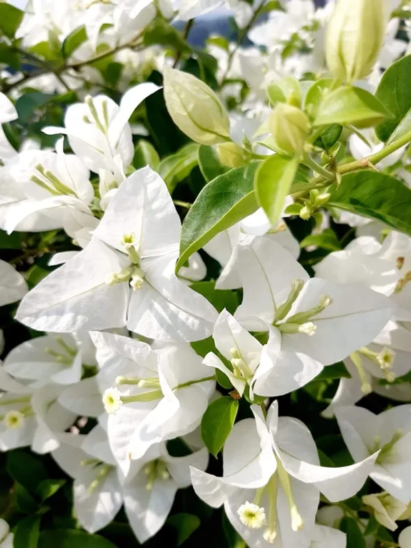 Eva_White_Bougainvillea_Flower_Plant