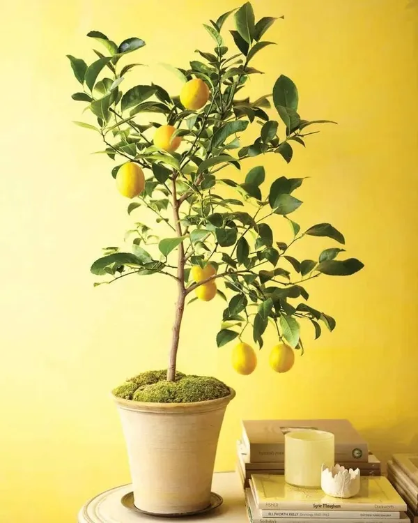 Lemon_Plant_Hybrid_Verity
