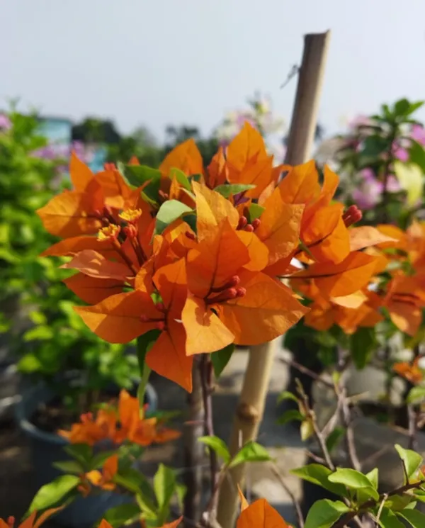 Fire_Opal_Bougainvillea_Flower_Plant