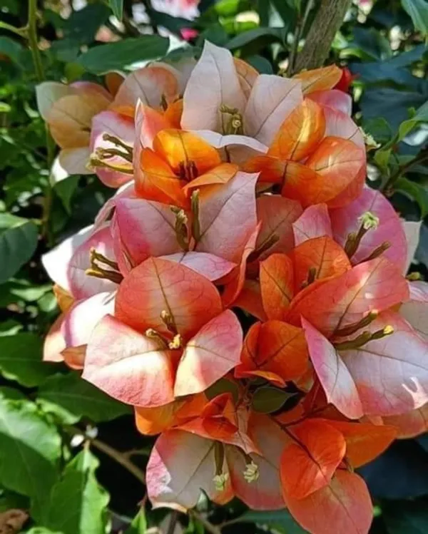 Golden_Sunshine_Bougainvillea_Flower_Plant