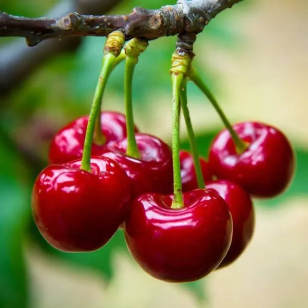 Grafted_LapinS_Sweet_Cherry_Plant_Hybrid_Verity
