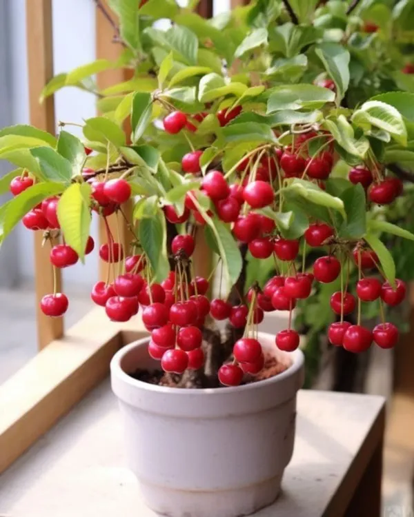 Grafted_LapinS_Sweet_Cherry_Plant_Hybrid_Verity