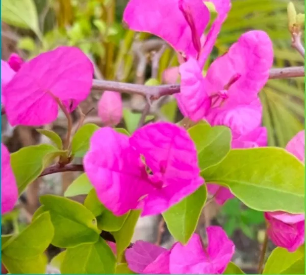 Hc_Buck_Bougainvillea_Flower_Plant