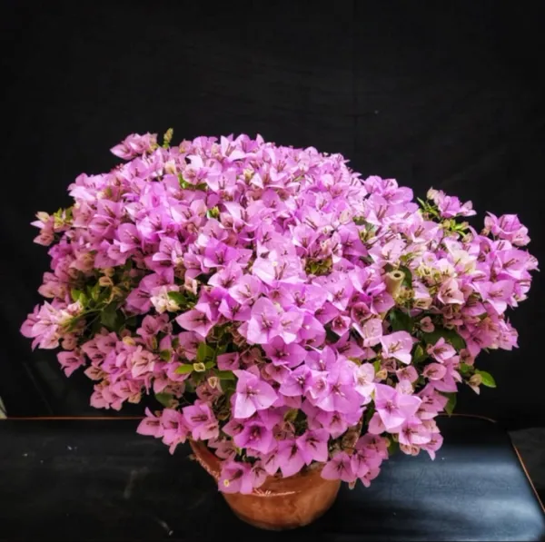 H_B_Singh_Bougainvillea_Flower_Plant
