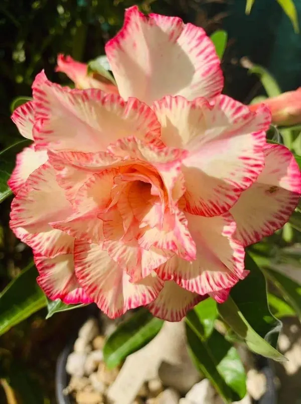 Hybrid_Desert_Rose_Flower_Plant
