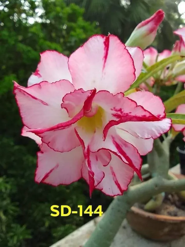 Hybrid_Desert_Rose_Flower_Plant