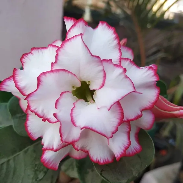 Hybrid_Desert_Rose_Flower_Plant