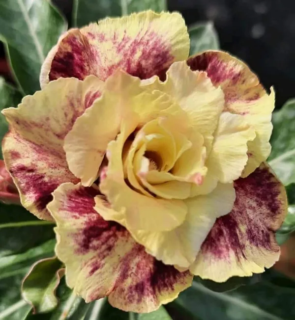 Hybrid_Desert_Rose_Flower_Plant