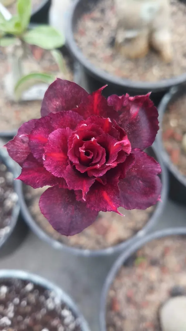 Hybrid_Desert_Rose_Flower_Plant