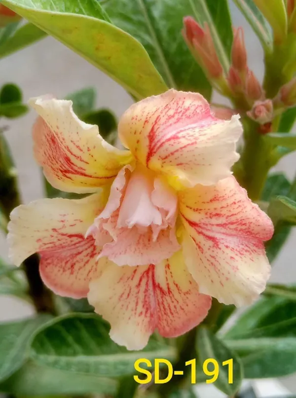Hybrid_Desert_Rose_Flower_Plant
