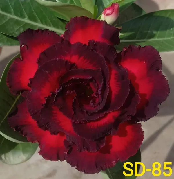 Hybrid_Desert_Rose_Flower_Plant