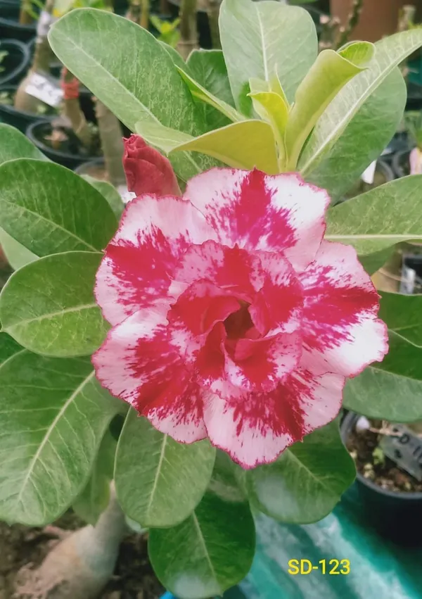 Hybrid_Desert_Rose_Flower_Plant