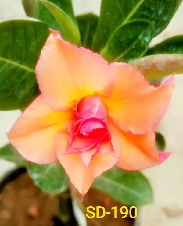 Hybrid_Desert_Rose_Flower_Plant