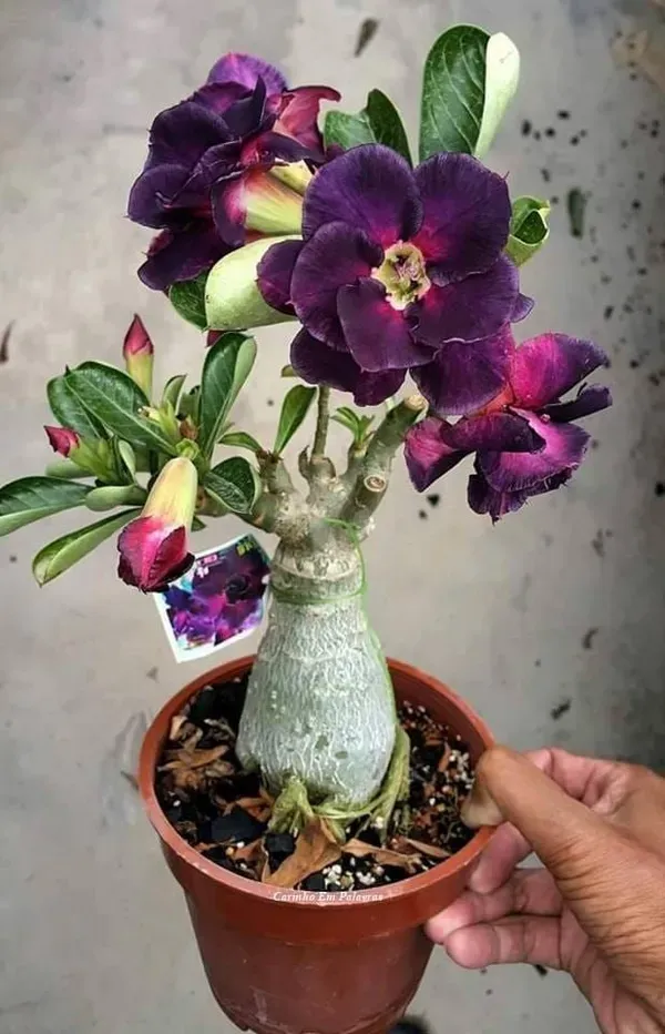 Hybrid_Desert_Rose_Flower_Plant