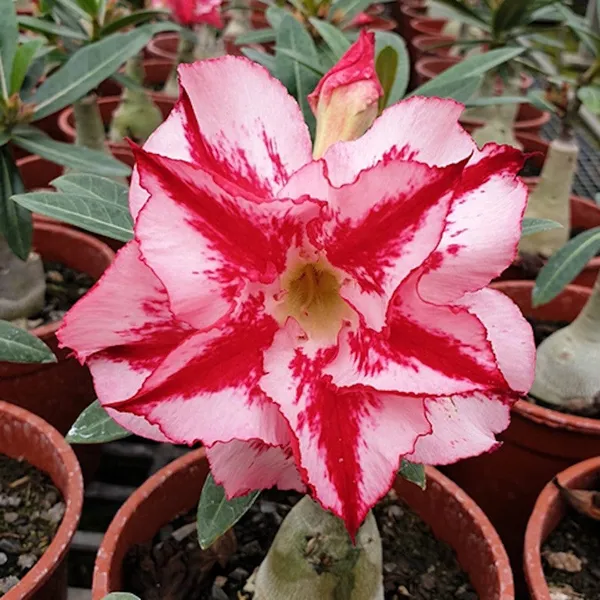 Hybrid_Desert_Rose_Flower_Plant