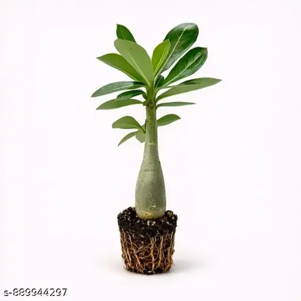 Hybrid_Desert_Rose_Flower_Plant