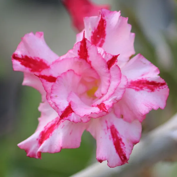 Hybrid_Desert_Rose_Flower_Plant