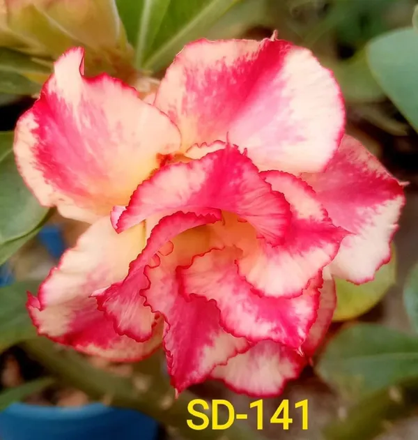 Hybrid_Desert_Rose_Flower_Plant