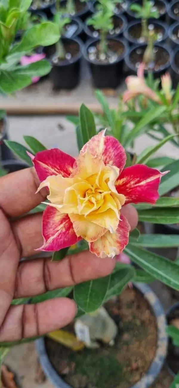 Hybrid_Desert_Rose_Flower_Plant