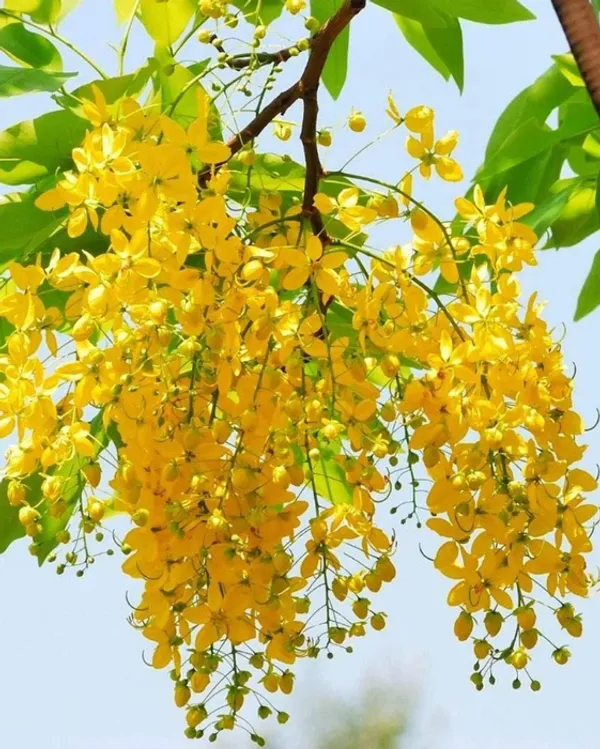 Hybrid_Golden_Shower_Flower_Live_Plant_|_Golden_Shower_Ornamental_Flowering_Plant_